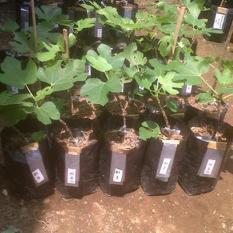 Bibit Pohon Tin Varietas Brown Arabia