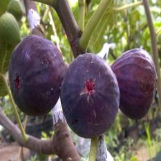 Bibit Pohon Tin/Ara Brown Turkey