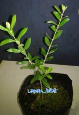 Bibit Pohon Zaitun