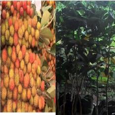 Bibit Rambutan Rapiah per paket isi 2 bibit