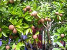 Bibit Sawo Genjah Unggul