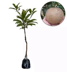 Bibit Sawo Jumbo