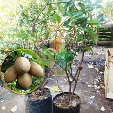Bibit Sawo Lokal asal Cangkok