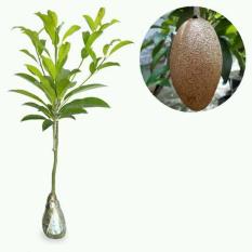 Bibit Sawo Mentimun