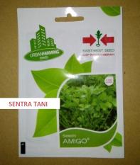 Bibit Seledri