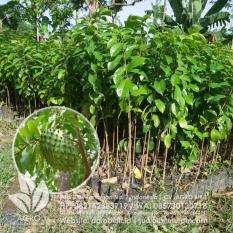 Bibit Sirsak Lokal Unggul