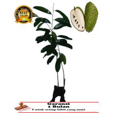 Bibit Sirsak Madu