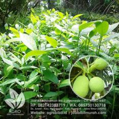 Bibit Sukun Kecil Murah