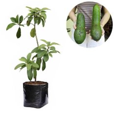 Bibit Tanaman - Alpukat Aligator 60cm