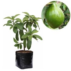 Bibit Tanaman - Alpukat Miki 60cm