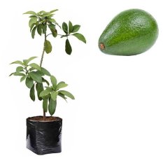 Bibit Tanaman - Alpukat Tanpa Biji 40-60cm