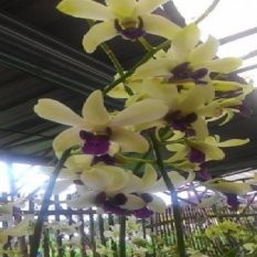 Bibit Tanaman Anggrek Dendrobium Yellow Purple Tongue