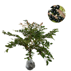 Bibit Tanaman Anggur Brazil Jaboticaba