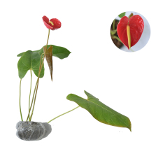 Bibit Tanaman Anthurium Bunga Bangkok Merah