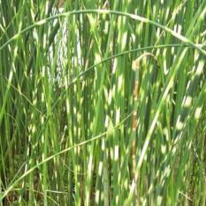 Bibit Tanaman Bambu Air Zebra (Zebra Rush)