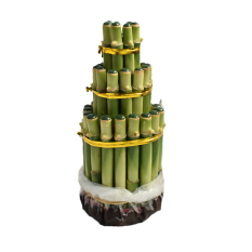 Bibit Tanaman Bambu Rejeki Pagoda 3T