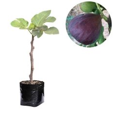 Bibit Tanaman - Bibit Buah Ara / Tin Black Genoa 30-40cm
