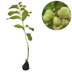Bibit Tanaman - Bibit Srikaya Jumbo 60cm