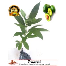Bibit Tanaman buah Alpukat Mentega