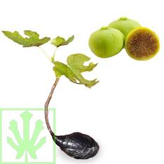 Bibit Tanaman Buah Ara / Tin Calimyrna - Ukuran 30 - 40Cm