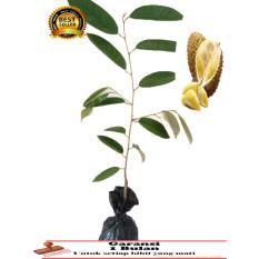 Bibit Tanaman buah - Durian Montong