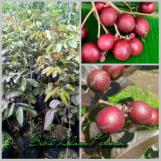 Bibit Tanaman Buah Kelengkeng Merah Ruby Longan