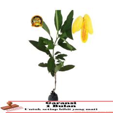 bibit tanaman buah - Mangga Chokanan