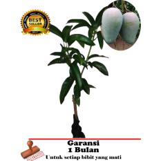 bibit tanaman buah - Mangga Kiojay