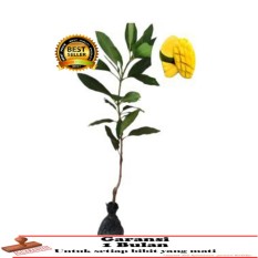 Bibit Tanaman buah Mangga Madu