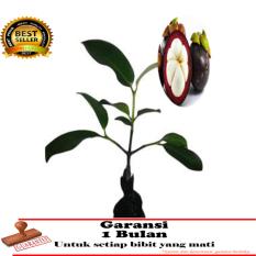 Bibit Tanaman BUAH - Manggis