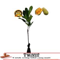 bibit tanaman buah - Nangkadak