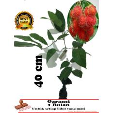 bibit tanaman buah rambutan binjay 40cm