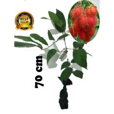 bibit tanaman buah rambutan binjay 70cm