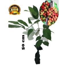 bibit tanaman buah rambutan rapiah 50cm