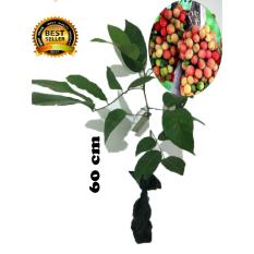 bibit tanaman buah rambutan rapiah 60cm