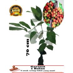 Bibit Tanaman Buah Rambutan Rapiah 70Cm