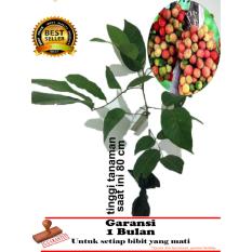 bibit tanaman buah rambutan rapiah 80cm