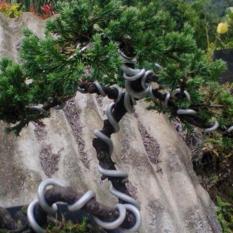 Bibit Tanaman Cemara Buaya