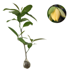 Bibit Tanaman Cempaka Telur Kuning