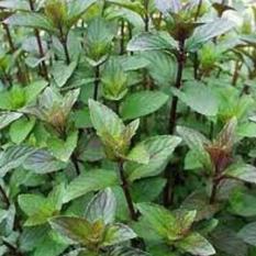 Bibit Tanaman Chocolate Mint