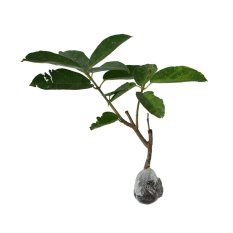 Bibit Tanaman Cincau Hijau