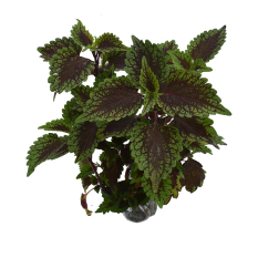 Bibit Tanaman Coleus Chocolate Mint