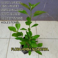 Bibit Tanaman Daun Afrika Untuk Diabetes Kolesterol Dan Darah Tinggi
