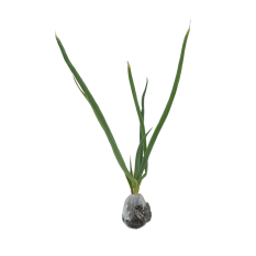 Bibit Tanaman Daun Bawang Besar