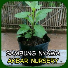 Bibit Tanaman Daun Sambung Nyawa