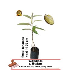 bibit tanaman durian bawor kaki 3 70cm