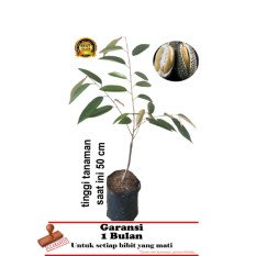 bibit tanaman durian duri hitam oache 50cm