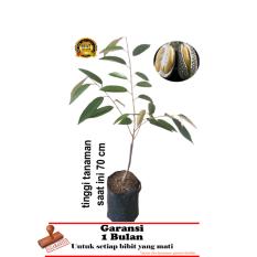 bibit tanaman durian duri hitam oache 70cm