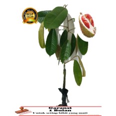 BIBIT TANAMAN Durian merah