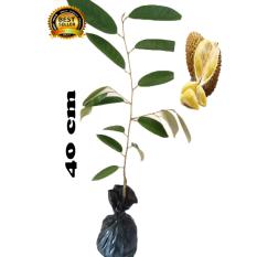 bibit tanaman durian montong 40cm